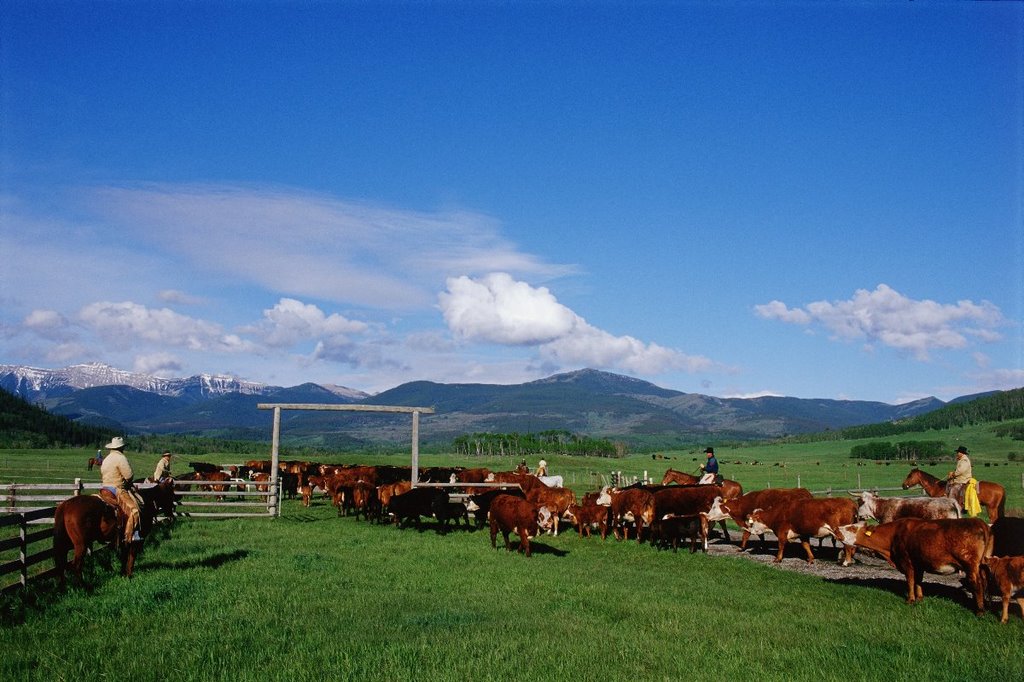Invest in farms in Argentina ! - Photo one